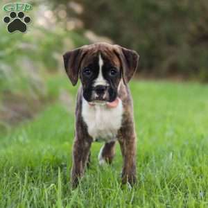Lacy, Boxer Puppy